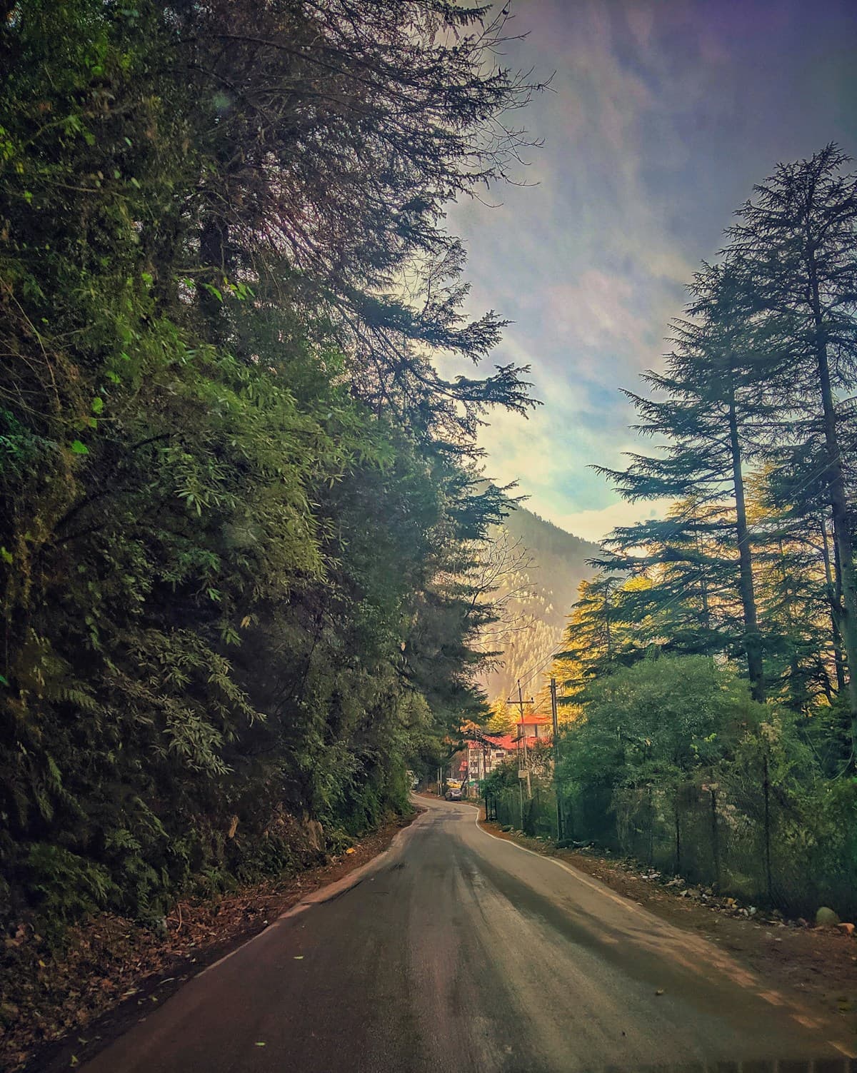 Gilbert Trail & Pine Forest Walks