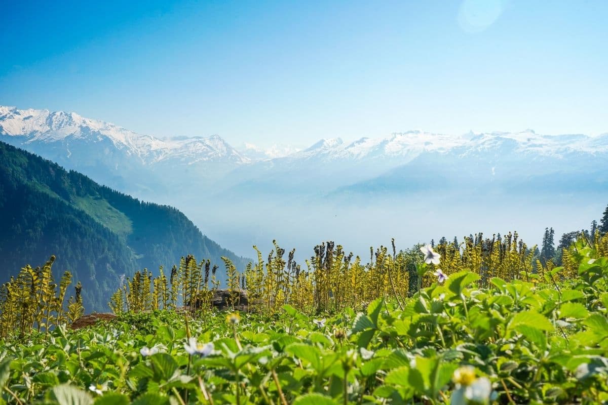 The Ultimate 2-Day Kasauli Itinerary: A Perfect Weekend Escape from Delhi & Chandigarh